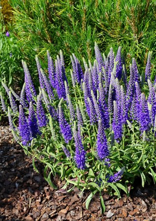 VERONICA spicata Baby Blue